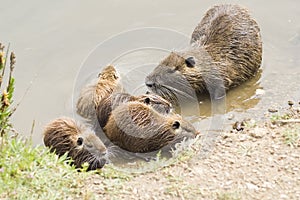 Coypus family