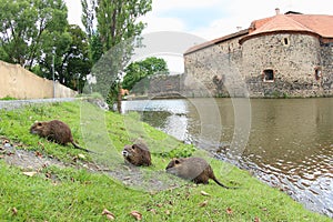 Coypus or River Rat Feeding by The River