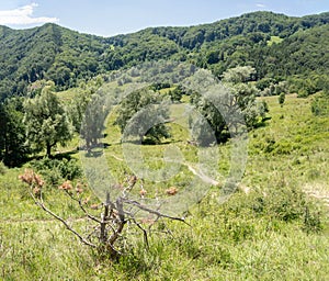 Cozanei meadow, Buzau Mountains, Romania