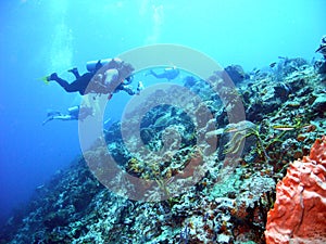 Cozumel drift dive