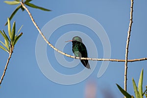 Cozumel emerald hummingbird perched on a twig. Cynanthus forficatus.