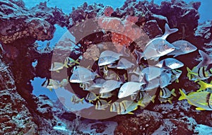 Cozumel Fishes