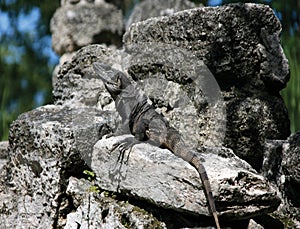 Cozumel Iguana LIzard