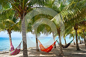Cozumel island beach palm tree hammocks