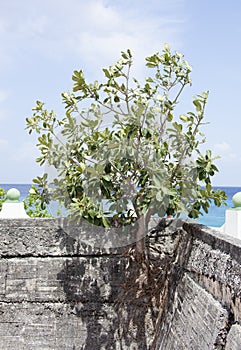 Cozumel Island Concrete Wall Tree