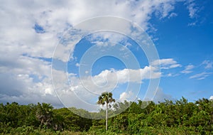 Cozumel island San Martin beach palm trees