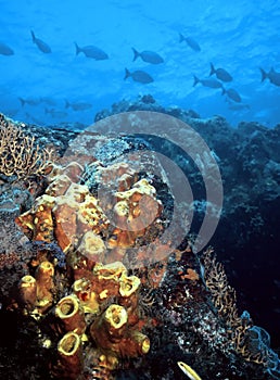 Cozumel Reef photo