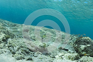 Cozumel tropical reef fish