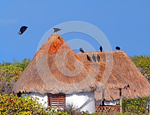 Cozumel Vultures on Roof