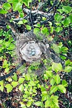 Cozy Arctic redpoll (Acanthis hornemanni) nest