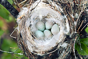 Cozy Arctic redpoll (Acanthis hornemanni) nest