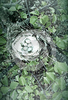 Cozy Arctic redpoll (Acanthis hornemanni) nest