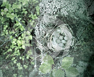 Cozy Arctic redpoll (Acanthis hornemanni) nest