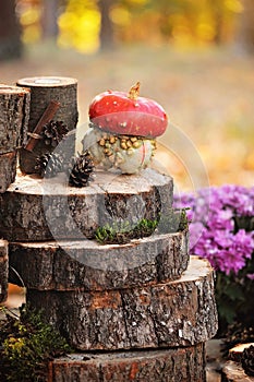 Cozy autumn background with pumpkins on wooden background with copy space