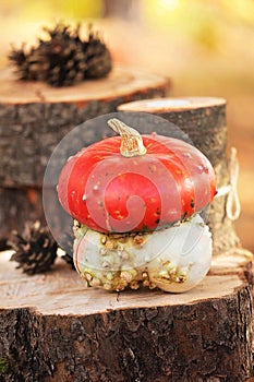 Cozy autumn background with pumpkins on wooden background with copy space