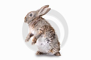 Cozy brown,grey rabbit standing on his back. White isolated background. Fluffy bunny