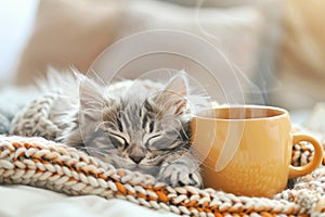 Cozy Cat Nap with Warm Cup - Comfortable Home Atmosphere
