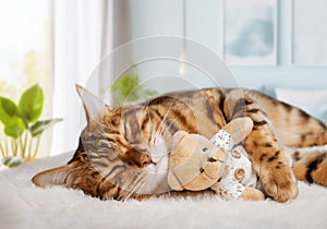 A cozy cat sleeps sweetly with a teddy bear in the room