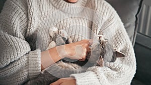 A cozy close-up shot of a young woman strokes a grey sleepy cat