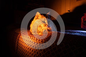 Cozy Companionship: House Cat Basking in Golden Sofa Glow