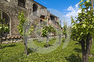 The cozy courtyard with growing vines