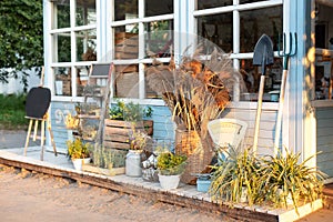 Cozy decor veranda at house. Facade blue house Rustic style. Green plants, dried spikelets, flowers and pampas grass in backyard h