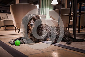 Cozy dog resting in luxury hotel interior, Zermatt resort.