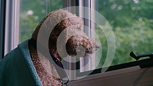 A cozy dog under a blanket stares out a window, waiting for owners to return