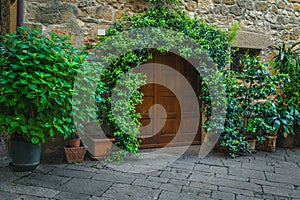 Cozy entrance decorated with beautiful green plants