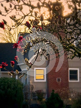 Cozy evening by magnolia tree.