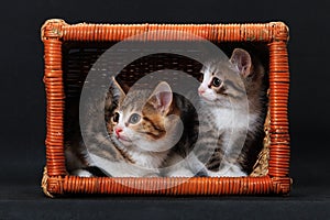Cozy fitting kittens in rectangular basket