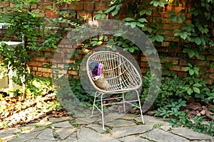 Cozy garden corner. Wooden armchair standing on backyard with foliage, copy space. Interior autumn patio. Wicker rattan chair outd