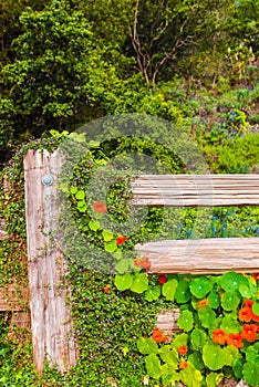 Cozy Garden Flowers