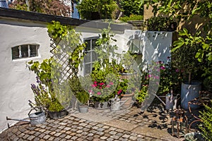 Cozy garden with flowers