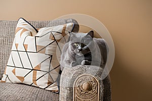 A cozy gray cat lounges on a textured couch armrest with a geometric pillow, against warm beige photo