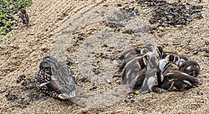 A cozy group of ducklings huddles together on the sandy beach photo