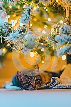 Cozy Holiday Dreams: Tabby Cat Napping under Christmas Tree