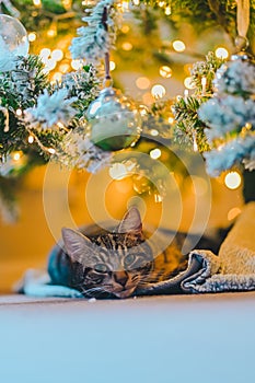 Cozy Holiday Dreams: Tabby Cat Napping under Christmas Tree