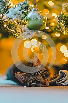 Cozy Holiday Dreams: Tabby Cat Napping under Christmas Tree