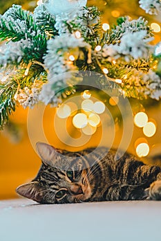 Cozy Holiday Dreams: Tabby Cat Napping under Christmas Tree