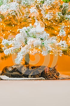 Cozy Holiday Dreams: Tabby Cat Napping under Christmas Tree