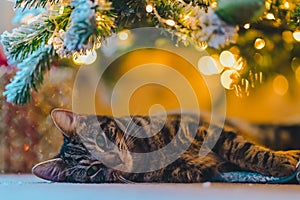 Cozy Holiday Dreams: Tabby Cat Napping under Christmas Tree