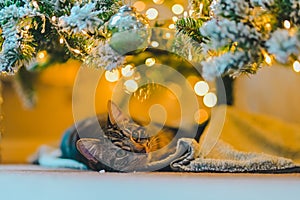 Cozy Holiday Dreams: Tabby Cat Napping under Christmas Tree