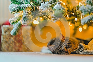 Cozy Holiday Dreams: Tabby Cat Napping under Christmas Tree