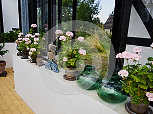 Cozy home atmosphere created by flowers on window sill