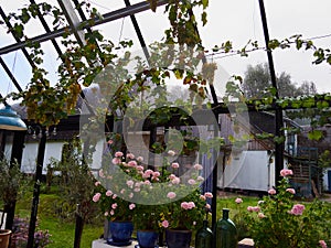 Cozy home atmosphere created by flowers on window sill