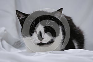 Cozy home background with a pet. A charming cute black and white kitten on the couch with a sad face. Portrait of a