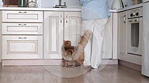 Cozy home setting, a woman cleans her kitchen, captured from behind, as her charming red-furred feline companion seeks