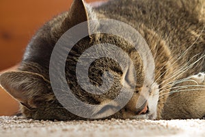 Cozy home with soft carpet and cat sleep. Lazy cat daydreaming.