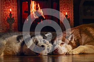 Cozy home. Two beautiful big dogs bask by  burning fireplace in warm room, winter evening.